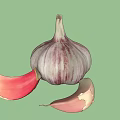 Fresh Purple Striped Garlic Bulb With Peeled Cloves On White Background