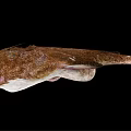 Anglerfish With Large Mouth Sharp Teeth And Spotted Body On Black Background