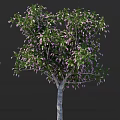Lush Vibrant Arbor Tree With Green Foliage Purple Blossoms And Graceful Shape