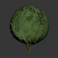 Green Spherical Ornamental Plant With Small Stand For Home Indoor Decoration