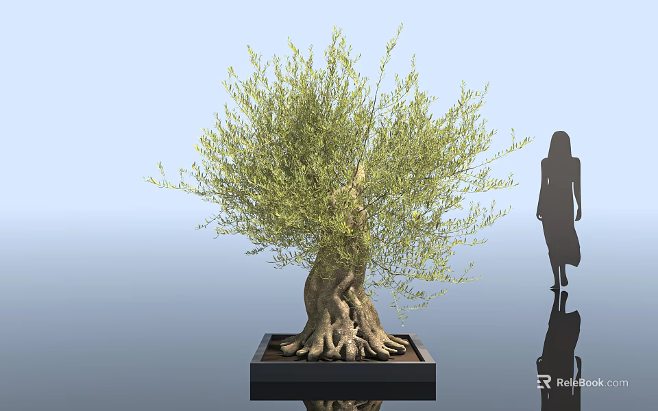 Olive Tree with Exposed Roots in Square Black Planter as Decorative Element with Human Silhouette 3d model 