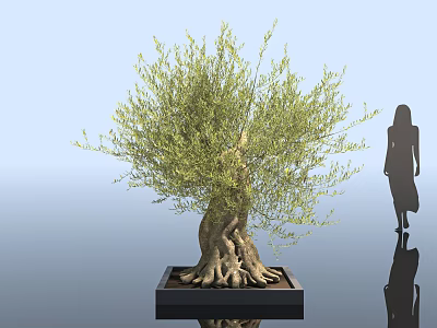 Olive Tree with Exposed Roots in Square Black Planter as Decorative Element with Human Silhouette 3d model