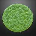Dense Green Circular Plant Cluster With Lush Foliage Texture 3d model