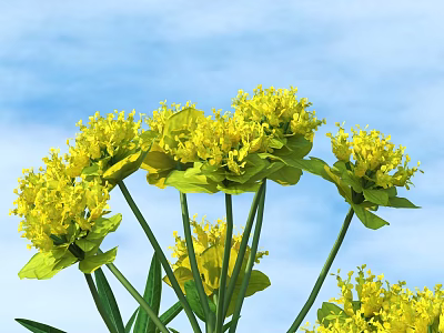 Cheerful Yellow Flowers In Full Bloom Against Blue Sky With White Clouds 3d model