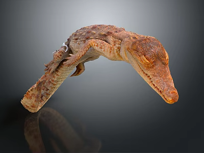 Realistic Brown Textured Crocodile Model With Head Body And Reflection On Dark Background 3d model