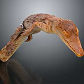 Realistic Brown Textured Crocodile Model With Head Body And Reflection On Dark Background