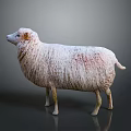 White Sheep With Fluffy Wool Standing On Simple Gray Background 3d model