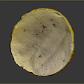 Natural Fresh Edible Mushroom With Yellow Cap Light Inner Surface And Mossy Root