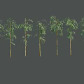 Different Bamboo Plants With Various Heights And Clumping Growth Patterns 3d model