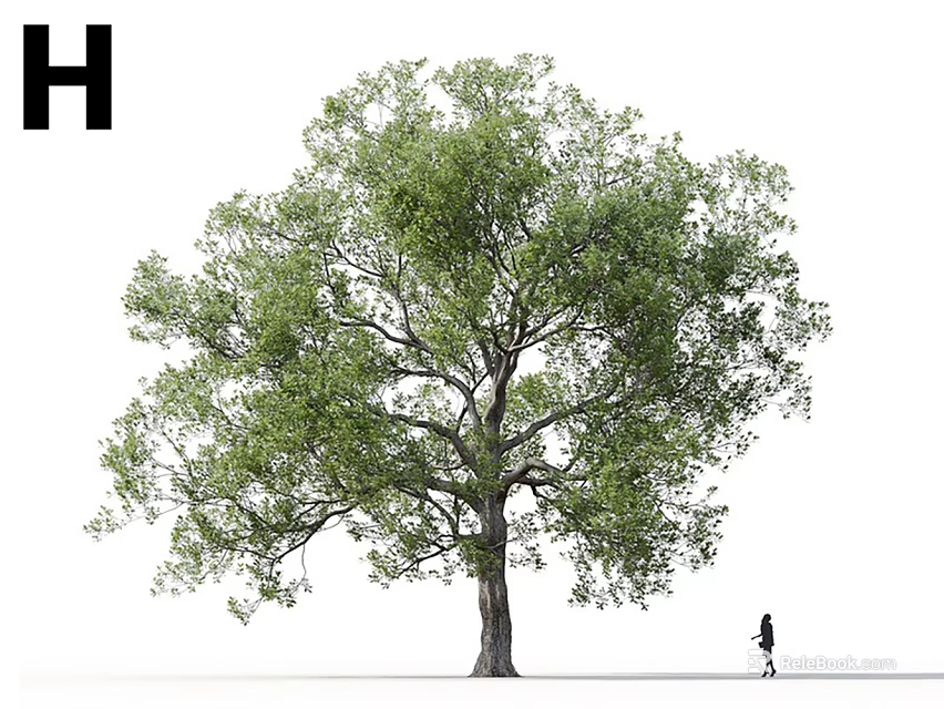 Tall Lush Green Arbor with Dense Foliage and a Person Standing Beside for Scale 3d model 