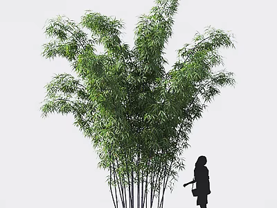 Lush Bamboo Plants With Abundant Green Foliage And Tall Stems 3d model