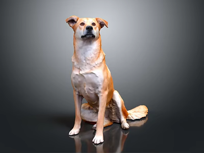 Tan and White Dog Sitting on Shiny Black Surface With Gray Background 3d model