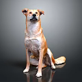Tan and White Dog Sitting on Shiny Black Surface With Gray Background 3d model