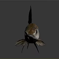 Silver Brown Fish With Large Eyes And Black Fins On Dark Background Shiny Surface
