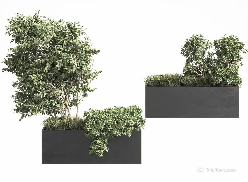 Lush Green Bonsai Trees In Black Rectangular Planters For Interior Decor 3d model 