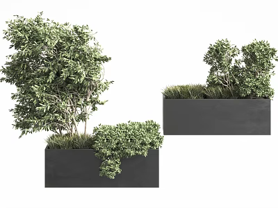 Lush Green Bonsai Trees In Black Rectangular Planters For Interior Decor 3d model