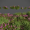 Naturally Growing Flowers and Plants With Purple Blooms Green Leaves and Various Forms