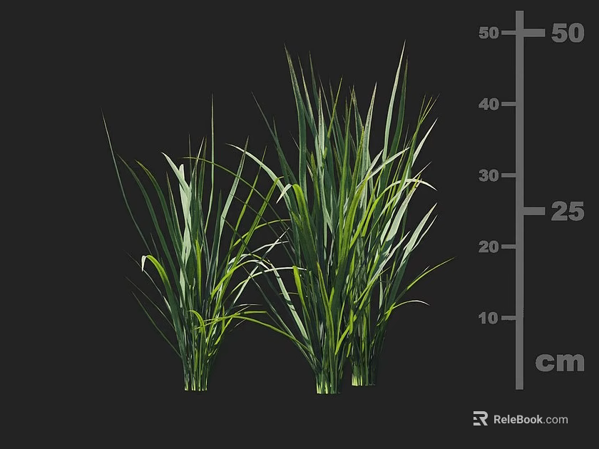 Green Long Leaf Crops Height Measurement Showing 25 to 50 cm Length on Black Background 3d model 