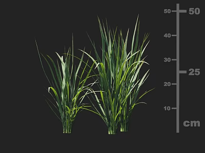 Green Long Leaf Crops Height Measurement Showing 25 to 50 cm Length on Black Background 3d model