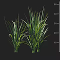 Green Long Leaf Crops Height Measurement Showing 25 to 50 cm Length on Black Background