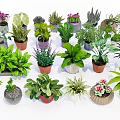 Diverse Potted Plants Including Green Leafy and Succulent Varieties in Ceramic Plastic Pots