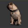Brown Pug Dog Sitting On Shiny Surface With Gray Background And Reflection 3d model