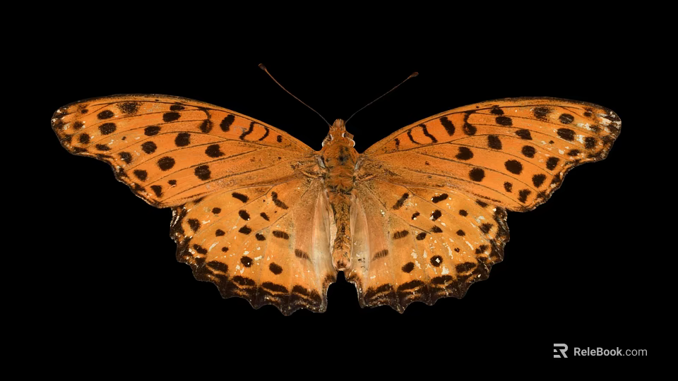 Vibrant Orange Butterfly with Black Spots on Spread Wings against Black Background 3d model 