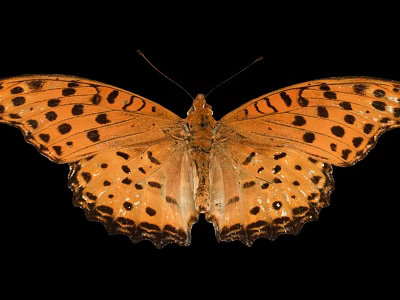 Vibrant Orange Butterfly with Black Spots on Spread Wings against Black Background 3d model