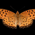 Vibrant Orange Butterfly with Black Spots on Spread Wings against Black Background