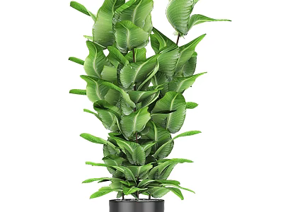 Lush Green Leafy Indoor Potted Plant With Healthy Foliage And Decorative Pot 3d model