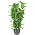 Lush Green Leafy Indoor Potted Plant With Healthy Foliage And Decorative Pot
