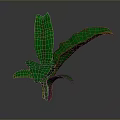 Green Leafy Plant With Large Wavy Leaves And Prominent Veins For Indoor Decor