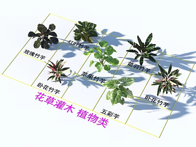 Different Varieties of Flower Plants and Shrubs in Plant Classification 3d model