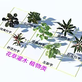 Different Varieties of Flower Plants and Shrubs in Plant Classification