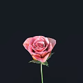 Beautiful Pink Rose with Green Stem and Leaves on Black Background