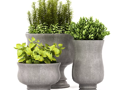 Bonsai Potted Plants In Three Gray Stone Planters With Lush Green Foliage 3d model