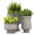 Bonsai Potted Plants In Three Gray Stone Planters With Lush Green Foliage