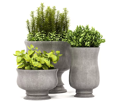 Bonsai Potted Plants In Three Gray Stone Planters With Lush Green Foliage 3d model