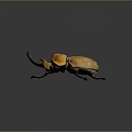 Giant Orange Beetle With Large Horns And Shiny Exoskeleton Isolated On Dark Background