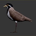 bird bird bird bird game animal cartoon animal animal realistic animal 3d model