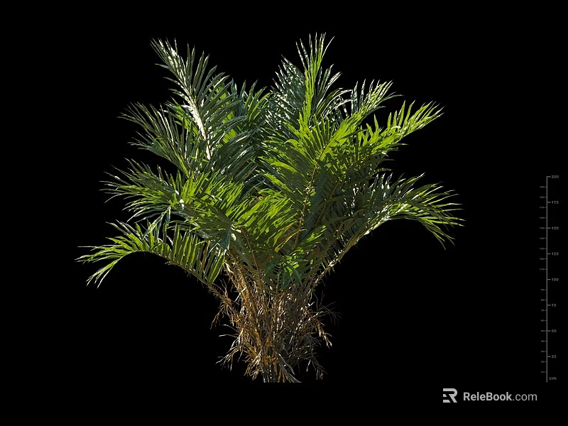 Green Shrub with Palm Like Leaves and Brown Stems on Black Background with Size Measurement 3d model 