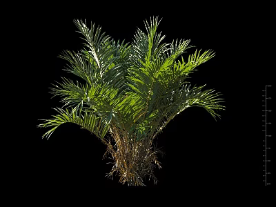 Green Shrub with Palm Like Leaves and Brown Stems on Black Background with Size Measurement 3d model