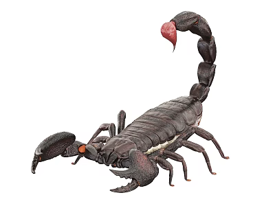 Dark Brown Scorpion With Curved Tail Red Stinger And Claws On White Background 3d model