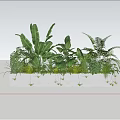 Lush Indoor Bonsai Potted Plants in White Rectangular Planter with Tropical Ferns and Banana Leaves