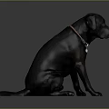 Black Labrador Dog Sitting on Gray Background Wearing Red Collar With Tag