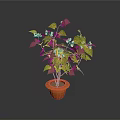 Indoor Decorative Plant With Green Leaves And Small Pink Flowers In Orange Pot