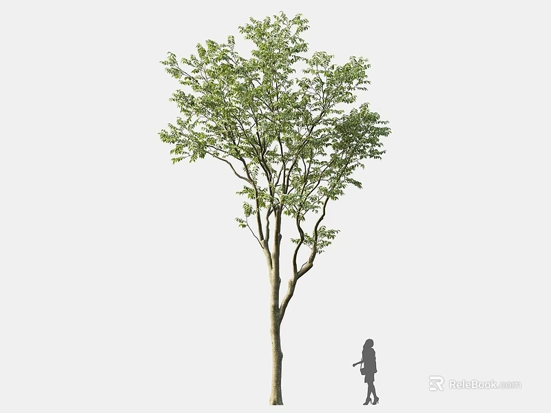 Tall Deciduous Arbor With Lush Green Foliage And Human Silhouette In Outdoor Scene 3d model 