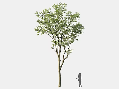 Tall Deciduous Arbor With Lush Green Foliage And Human Silhouette In Outdoor Scene 3d model
