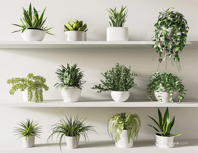 Indoor Potted Plants Display On White Shelves With Various Green Foliage 3d model 