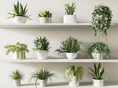 Indoor Potted Plants Display On White Shelves With Various Green Foliage 3d model